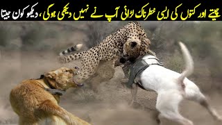 Cheetah Vs Dogs | کتے  اور چیتے کی ایسی لڑائی نہیں دیکھی ہوگی | پلانٹ | Planet Earth