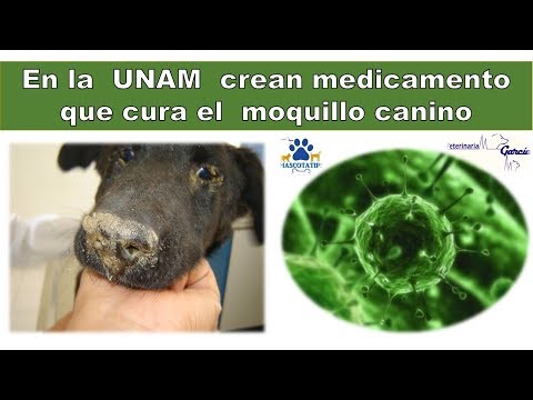 ¿YA EXISTE CURA PARA EL MOQUILLO CANINO?