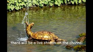 Livestream Conventions Etsy Announcements Galore