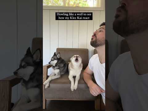 Howling Like A