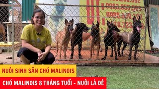 Nuôi Sinh Sản Chó Malinois  Chó Malinois 8 Tháng Tuổi  Nuôi Là Đẻ  Phương Cún TV