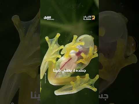الضفدع الزجاجي: مخلوق فريد بقلب مرئي وآلية دموية مدهشة