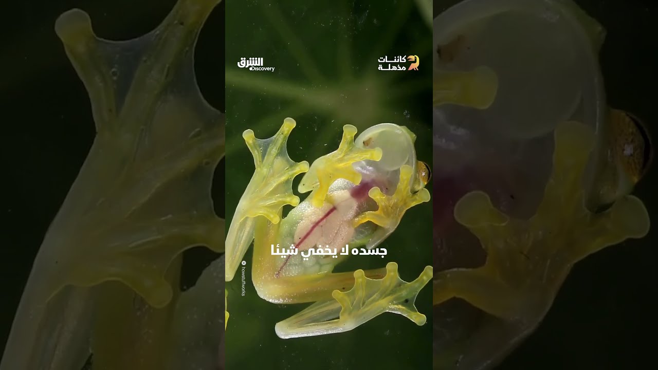 الضفدع الزجاجي الشفاف