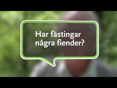 Video: Vad äter en fästing i naturen?