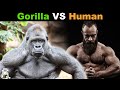 How strong is a gorilla compared to a human