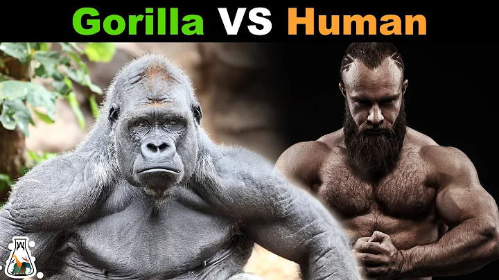 How Strong is a Gorilla Compared to a Human?