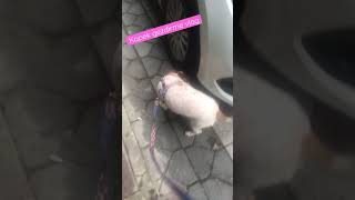 Kopek Gezdirme Vloggg