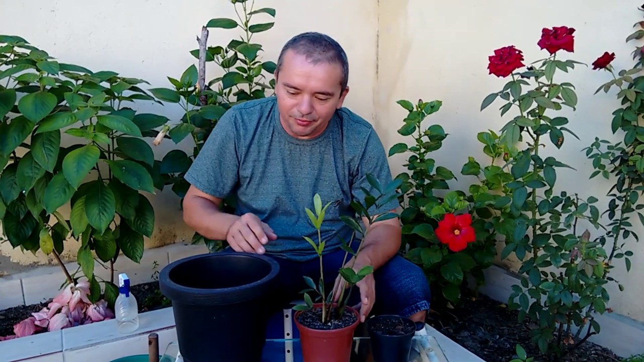 Como plantar hibisco em vaso e dicas de como cuidar. - thptnganamst.edu.vn