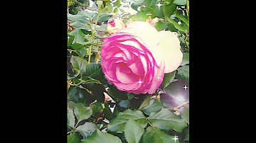 Rose Secret Garden Roseflower Rosé Whiterose Love Secretgarden Redrose Orangerose Rose 