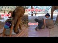 จูเนียร์อ้อนพ่ออยากได้อะไรน๊าา!!??🤔🤔🐘🐘☺☺ Ep.12