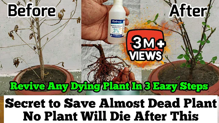 How To Revive Any Dying Plant in 3 Eazy Steps : Root Rot Treatment : Plants Issues And Solutions - DayDayNews