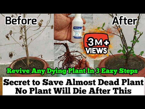 Video: Waarom sterven al mijn planten - Problemen met veelvoorkomende plantenwortels oplossen