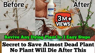How To Revive Any Dying Plant in 3 Eazy Steps : Root Rot Treatment : Plants Issues And Solutions screenshot 3