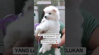 DICARI MAMI PAPI BARU YANG LAGI KESEPIAN ‼️ #samoyed