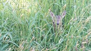 Roe deer fawn bleating / calling for mum.