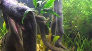 150 Gallon Rio Negro/Orinoco Flooded Rainforest Biotope