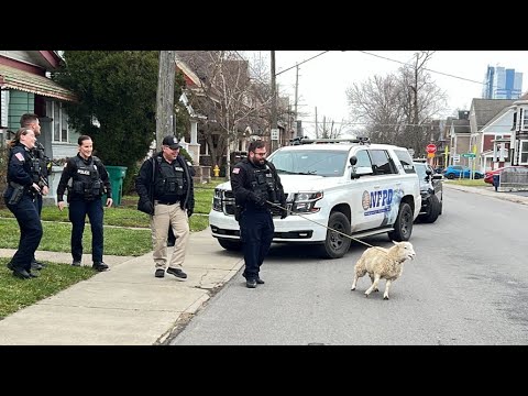 Niagara Falls police help capture sheep that was running around the city