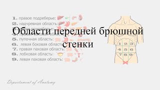 Области передней брюшной стенки