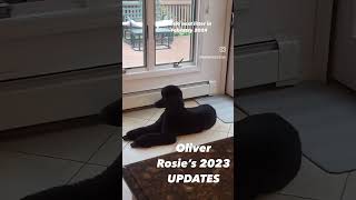 Standard poodle Oliver. Rosie’s litter 2023. Berkshire poodles. Anastasia Poodles #poodle #showdog