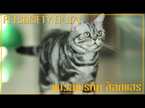 Petsociety ตอน แมวอเมริกัน ช็อตแฮร์ EP 8/1