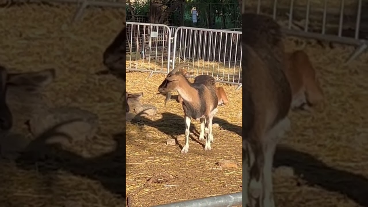 Goats and Alpacas - having a hard a day :D #alpaca #shorts #funnyanimals