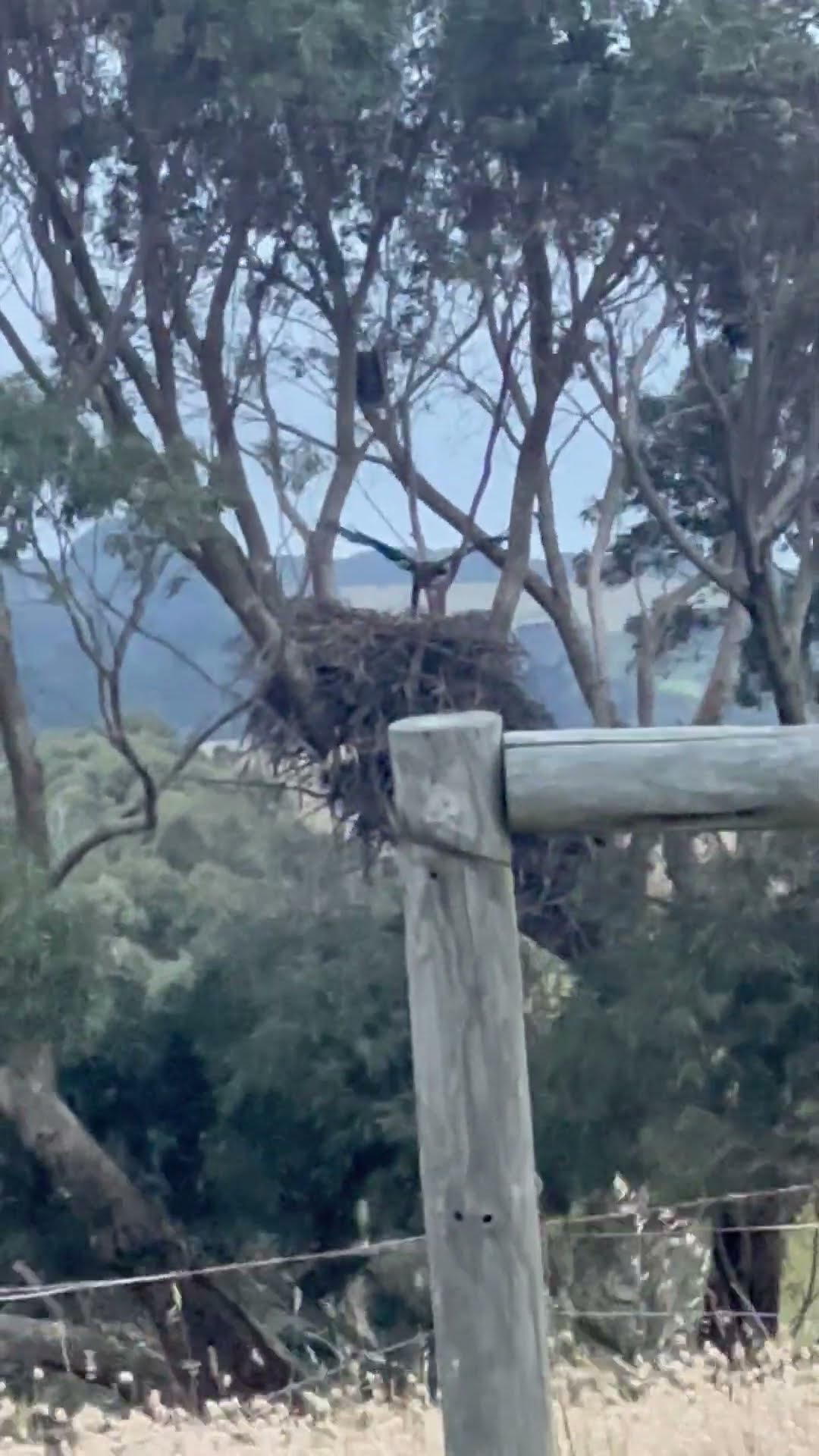Baby Eagle Uses Wind to Practice Flying || ViralHog