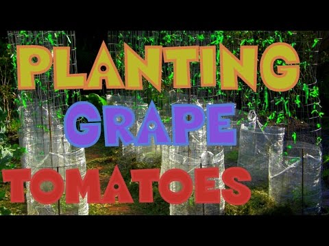 "PLANTING GRAPE TOMATOES"