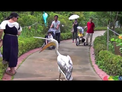 Incredibly hilarious animal moments #47