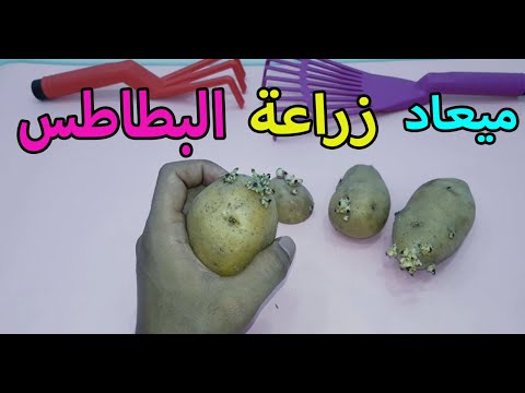 فيديو: المنطقة 8 نباتات البطاطس - تعرف على أصناف البطاطس للمنطقة 8