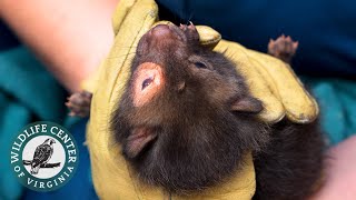 Orphaned BABY FOX intake