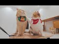 🤣Cat Belly(Santa) is Bullying Kitten Mustard (Rudolph)