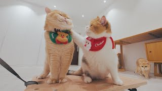 🤣Cat Belly(Santa) is Bullying Kitten Mustard (Rudolph) by Lucky Paws 6,239 views 3 months ago 3 minutes, 29 seconds