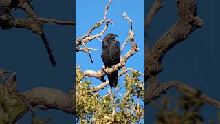 American Crow🐦‍⬛Peaceful Pose #americancrow