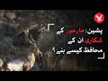 How did hunter become protector of Markhor?