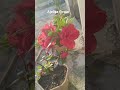 Red Azalea #home gardening # shorts