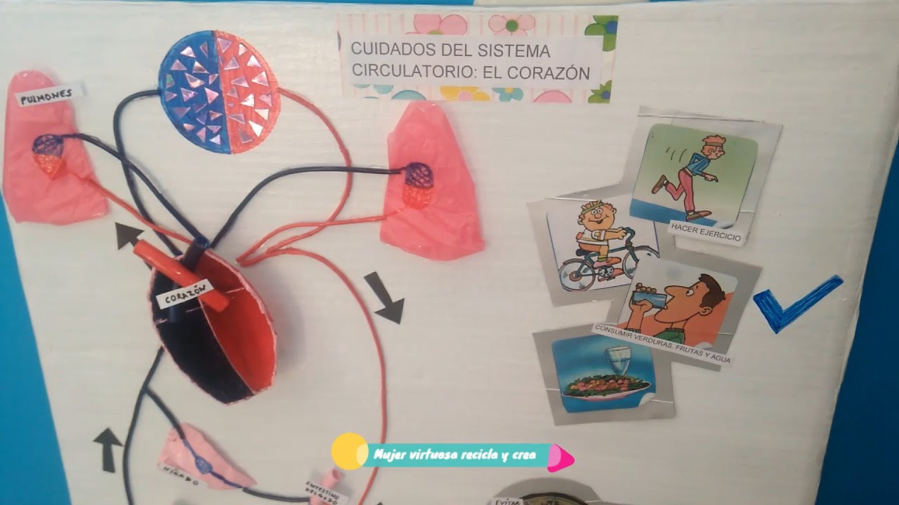 Maqueta Del Cuerpo Humano Con Material Reciclable www.youtube.com