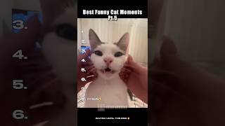 Adorable Cat😠Adorable CatðŸ˜