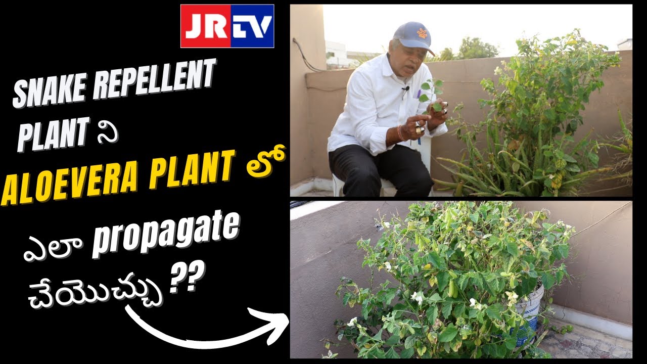Snake repellent plant ని aloe vera plant లో ఎలా propagate చేయొచ్చు