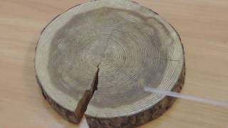 анатомия стебля древесных растений