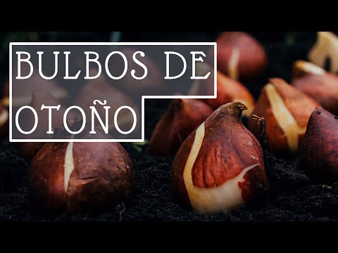 Video: Aprenda sobre los bulbos de Camassia: cómo cultivar plantas de lirio de Camas