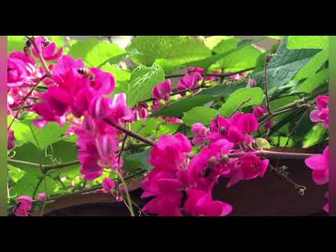 07-07-2021 ២​ នាទី​សម្រាប់​ស្មារតីយេីង៖ វង្វេងបាត់ 2 minutes for my spiritual life - LOST