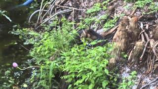 Creek Hunting 1   720p by TampaBayVets 19 views 9 years ago 45 seconds
