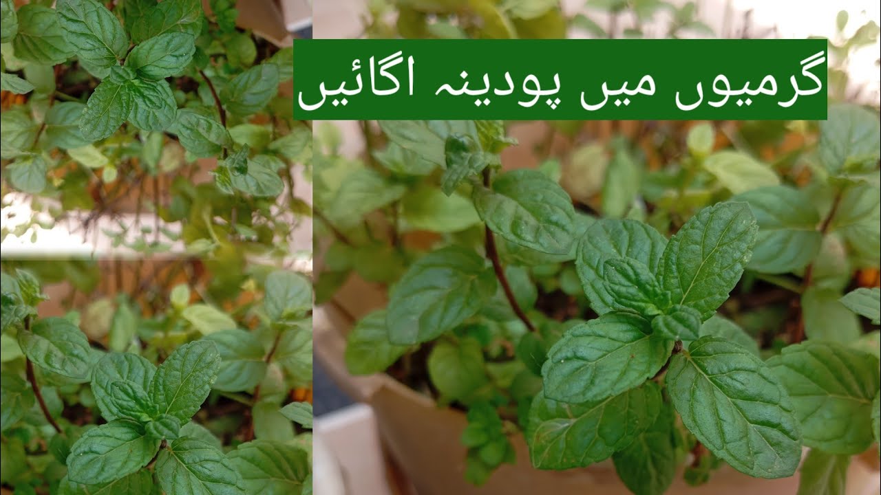 Gowing Mint in summer season | Complete And Easy Method To Grow Mint  At Home In Any Season