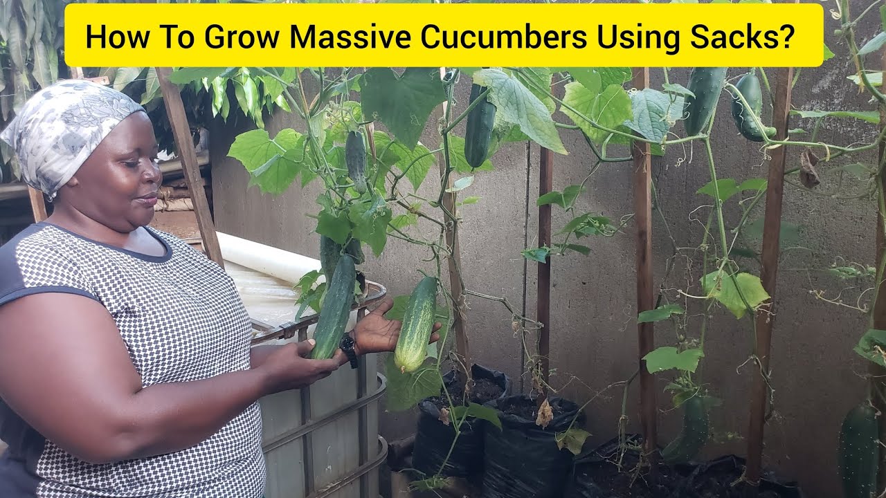 Using Sacks How To Grow Massive Cucumbers Using Sacks? - YouTube