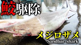 地元の漁師さんと一緒に大量増殖のサメを駆除せよ！