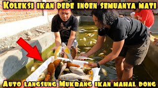 KEREN SEMUA KOLEKSI IKAN DEDE INOEN SEMUANYA M4TI