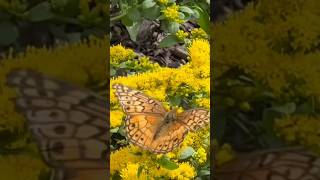 Healing Music For Sleep #relaxingmusic #meditationmusic #stressrelief #4k #nature #sleepmusic #sleep