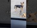 道路の上をウロウロしていた野良犬に遭遇した #野良犬 #保護犬 #野犬 #shorts