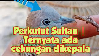 Penampakan Perkutut Sultan🔥 suara menggelegar❗