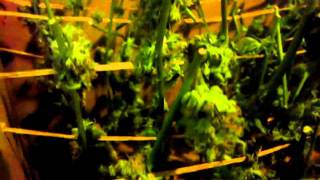 How to dry cannabis (best method )